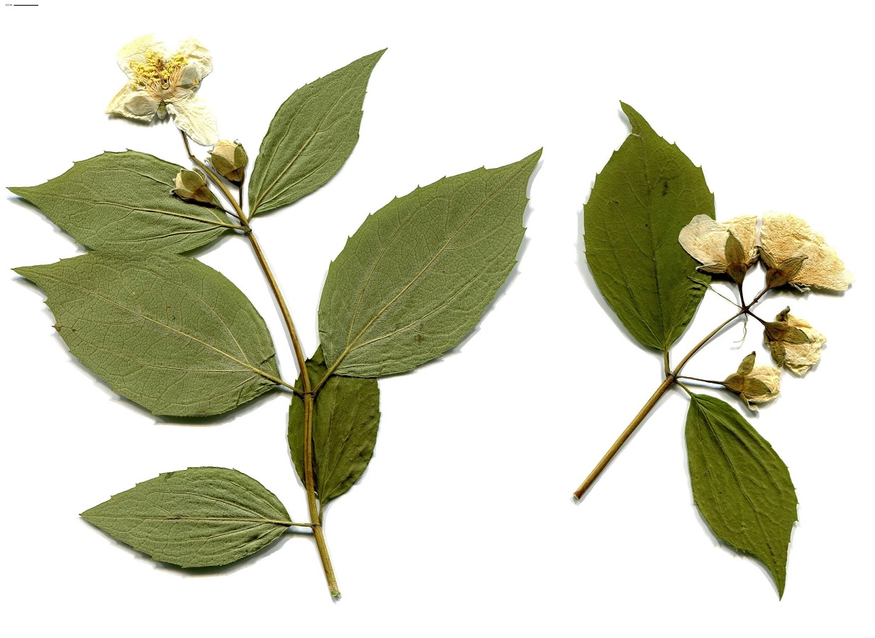 Philadelphus coronarius (Hydrangeaceae)
